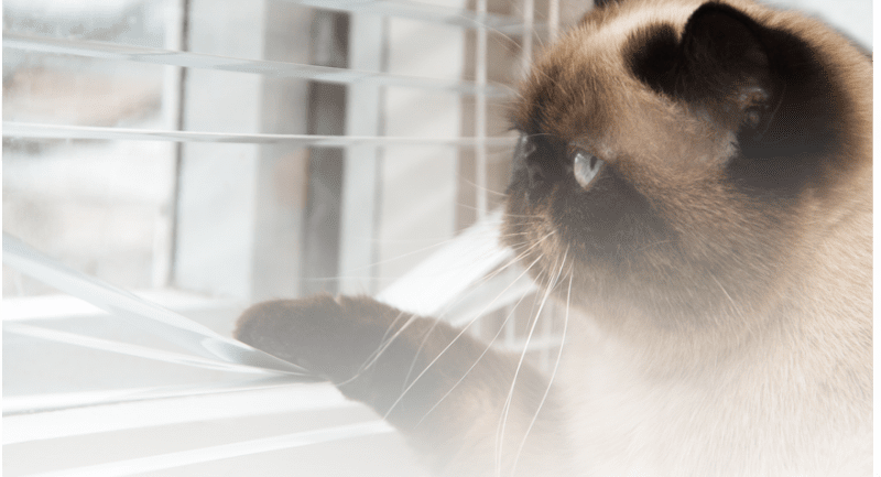 Photo of cat peering through blinds